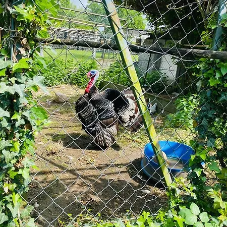 Elevage De La Terrasserie * Escoutoux